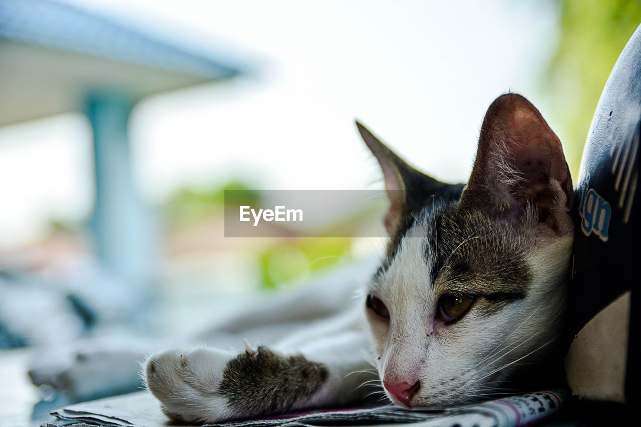 CLOSE-UP PORTRAIT OF CAT ON FLOOR