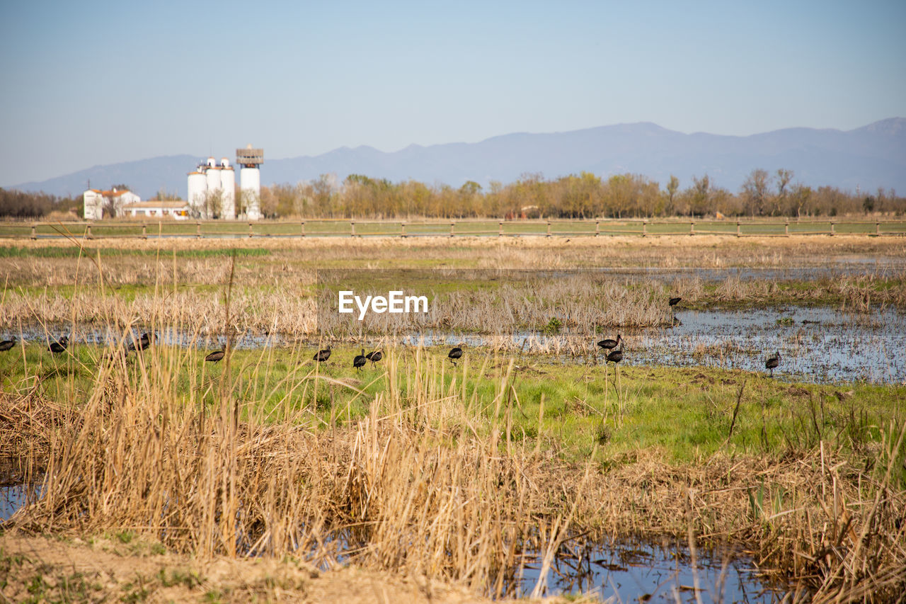 SCENIC VIEW OF FIELD BY LAKE