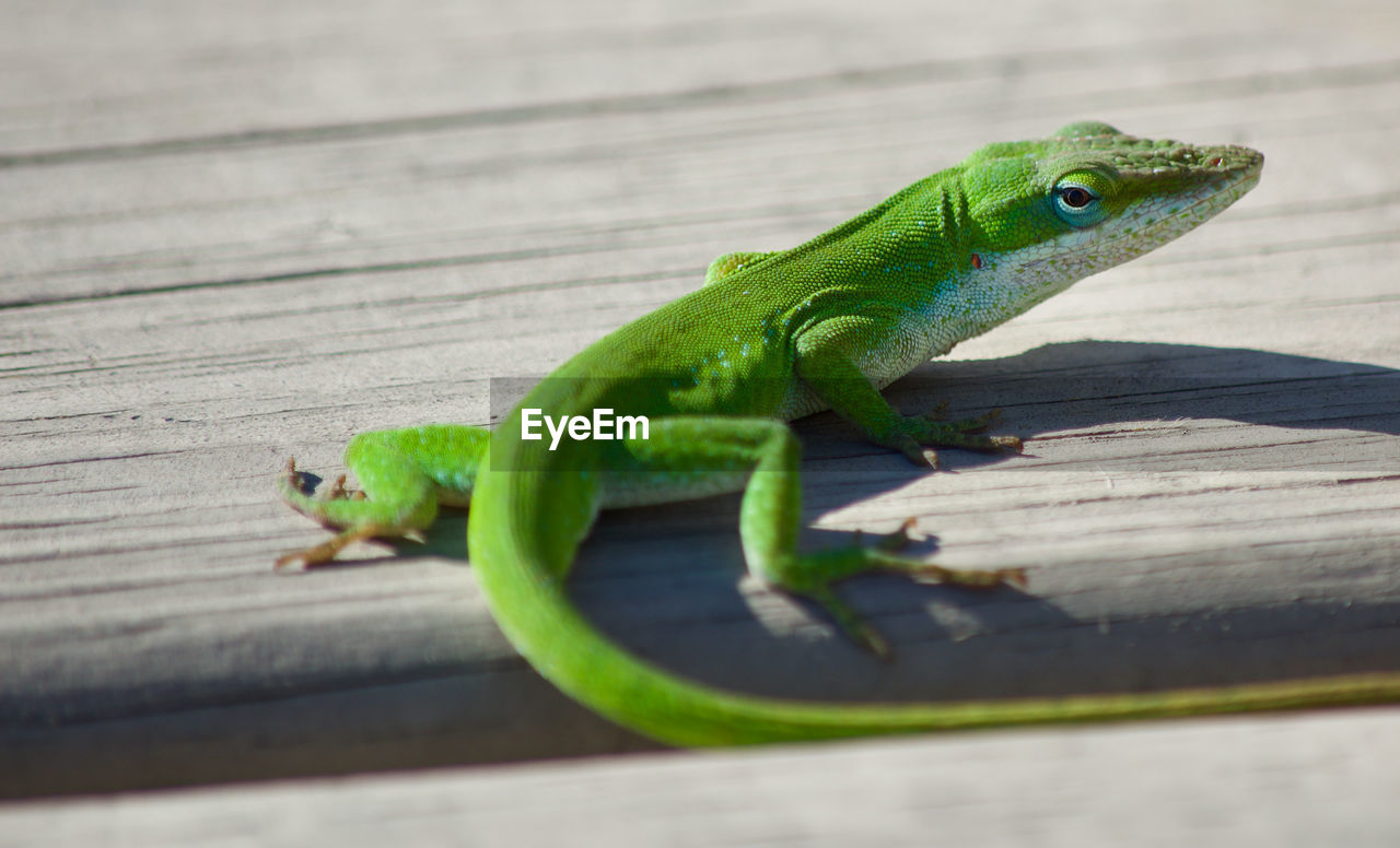 Green lizard on wood