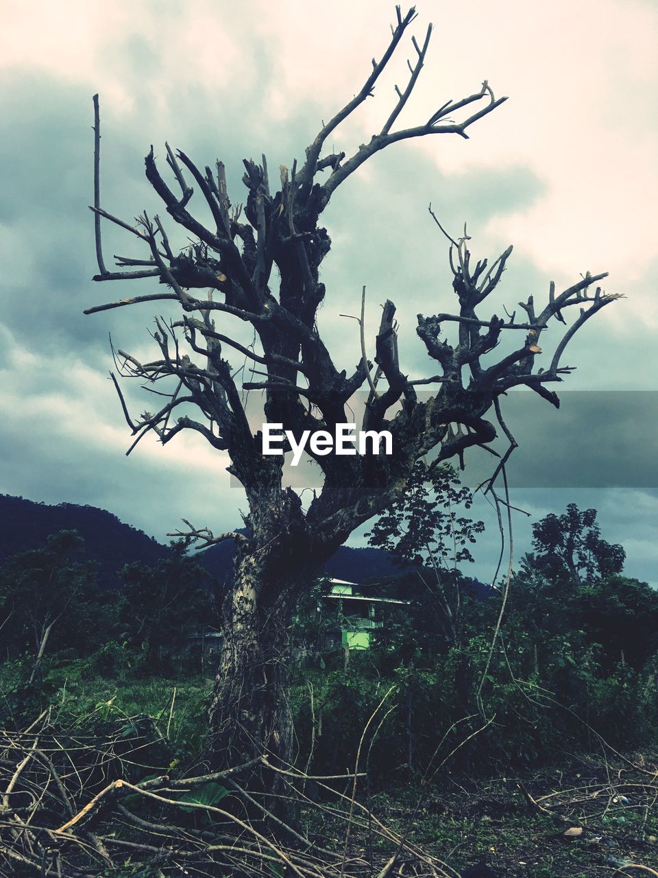 VIEW OF BARE TREE ON FIELD AGAINST SKY