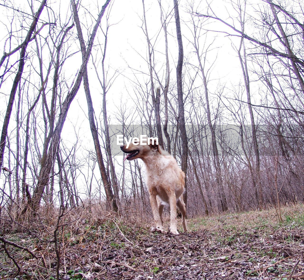 DOG STANDING IN FOREST