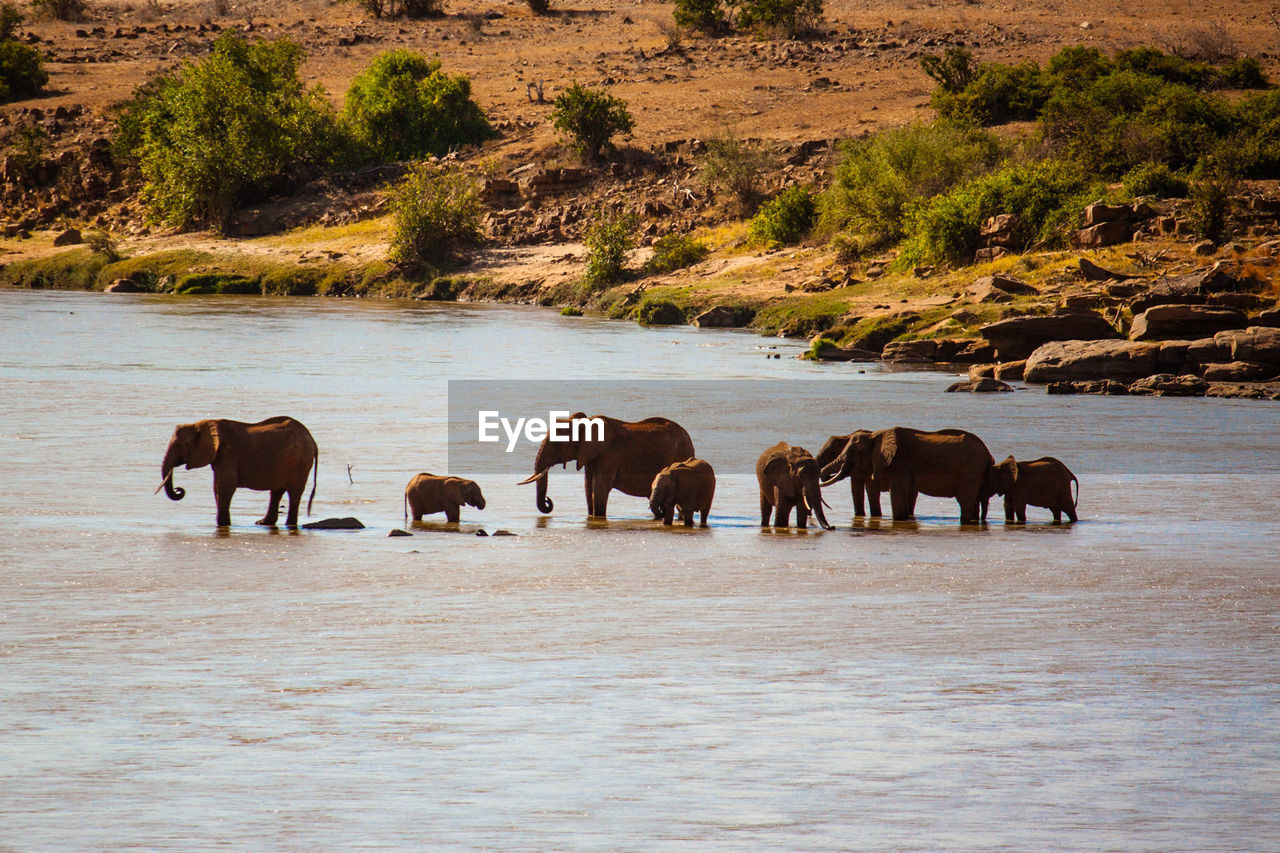 Elephants with calf in lake