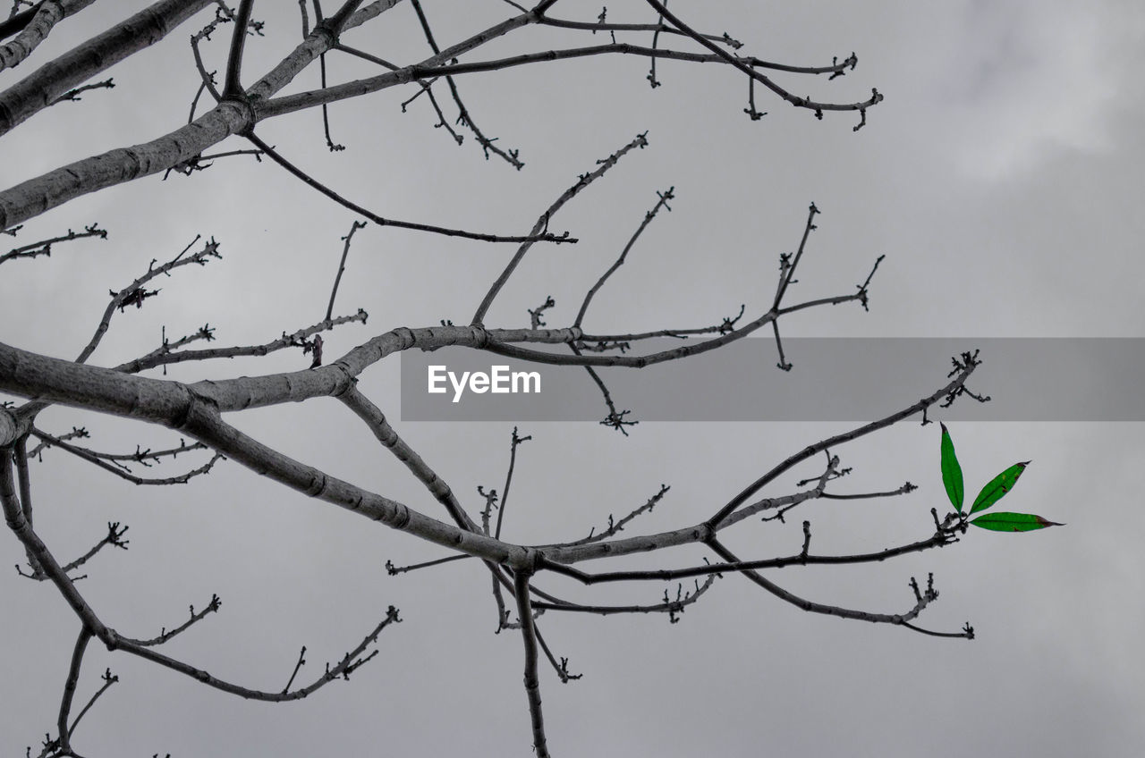 Low angle view of leaves on tree against sky