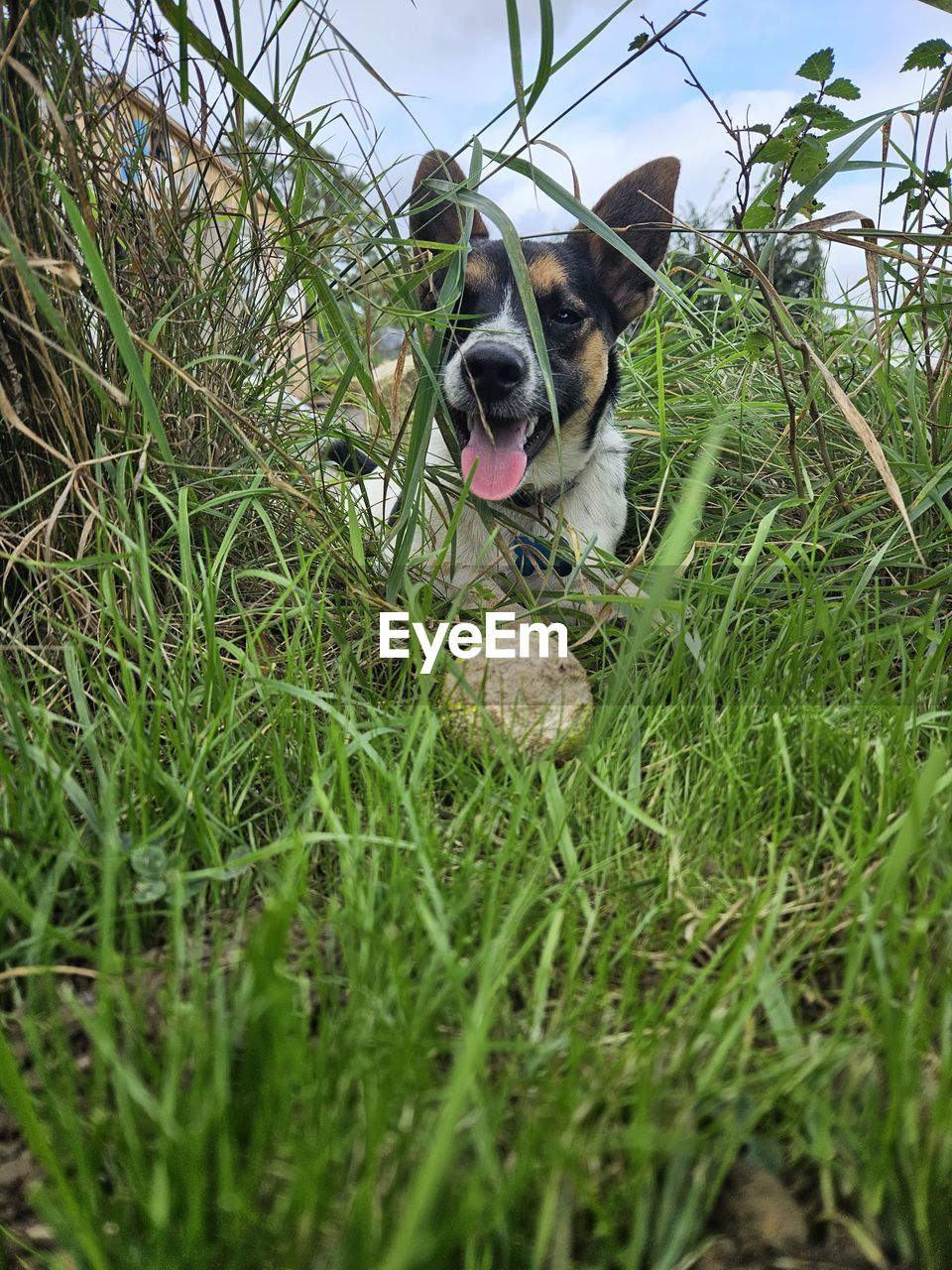 plant, animal, animal themes, one animal, mammal, grass, nature, wildlife, flower, no people, tree, branch, green, day, domestic animals, dog, animal wildlife, pet, outdoors, growth, nest