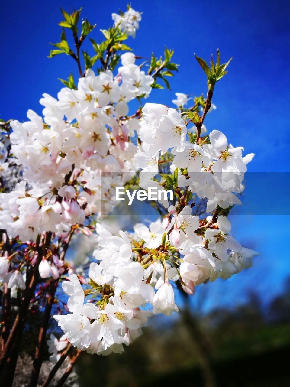 LOW ANGLE VIEW OF WHITE CHERRY BLOSSOMS AGAINST SKY