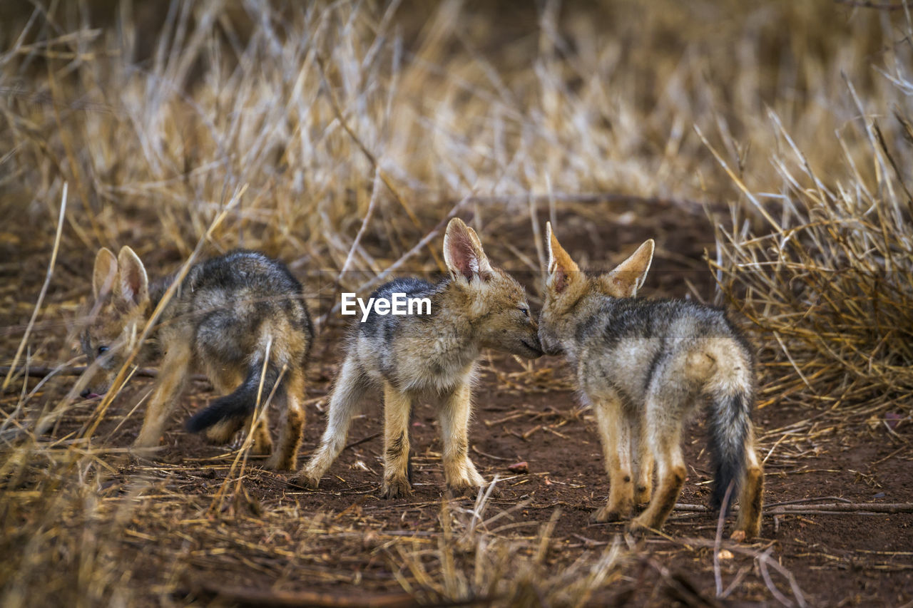 High angle view of jackals playing in forest