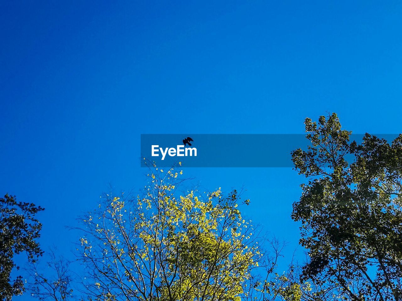 LOW ANGLE VIEW OF TREES AGAINST BLUE SKY