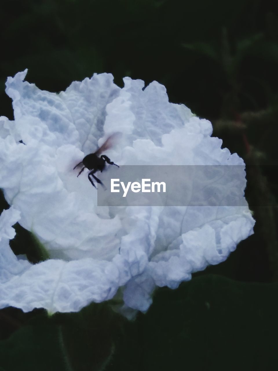 CLOSE-UP OF INSECT FLYING AGAINST WHITE FLOWER