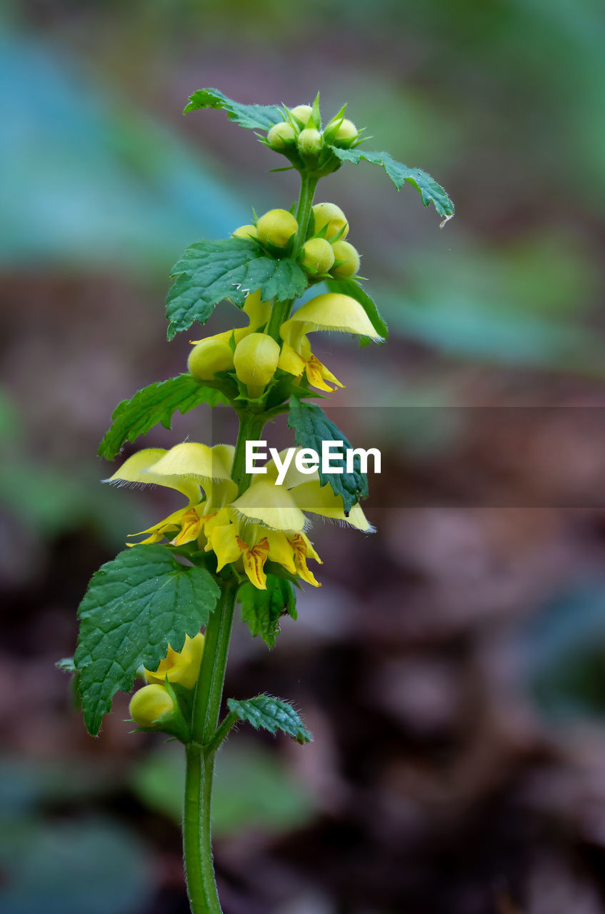 plant, green, nature, plant part, leaf, growth, flower, close-up, wildflower, freshness, focus on foreground, beauty in nature, food, food and drink, no people, flowering plant, macro photography, outdoors, yellow, day, plant stem, tree, healthy eating, vegetable