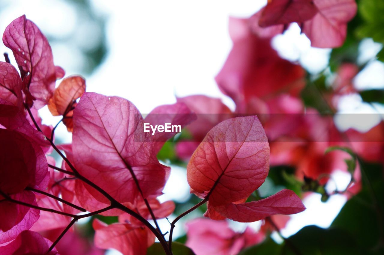 Pink bougainvillea blooming in garden