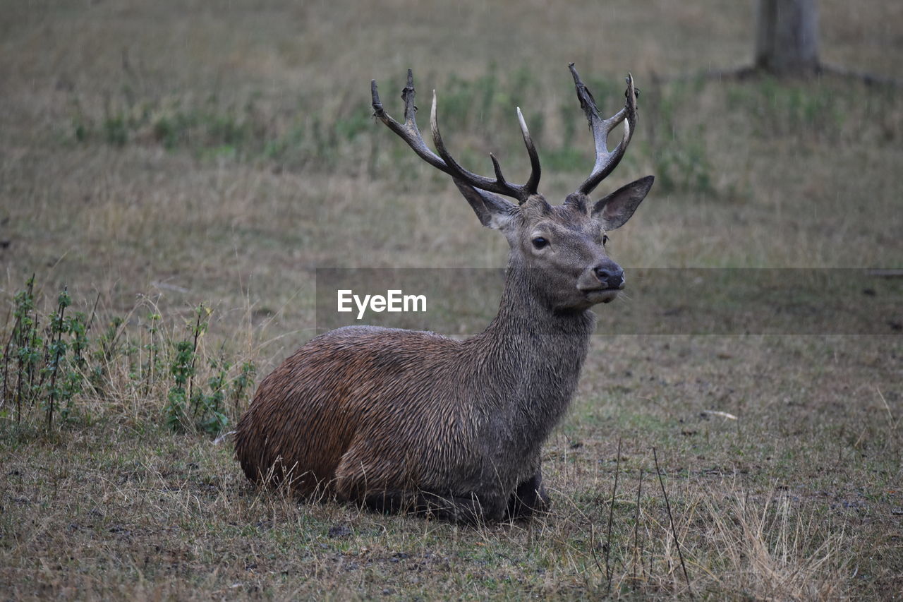 DEER IN THE FIELD