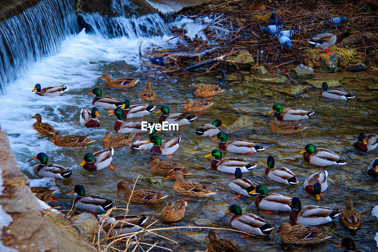 water, waterfall, nature, reflection, autumn, leaf, high angle view, stream, no people, bird, day, beauty in nature, animal wildlife, environment, animal, group of animals, swimming, duck, wildlife, animal themes, rock, large group of animals, outdoors, land, river, motion