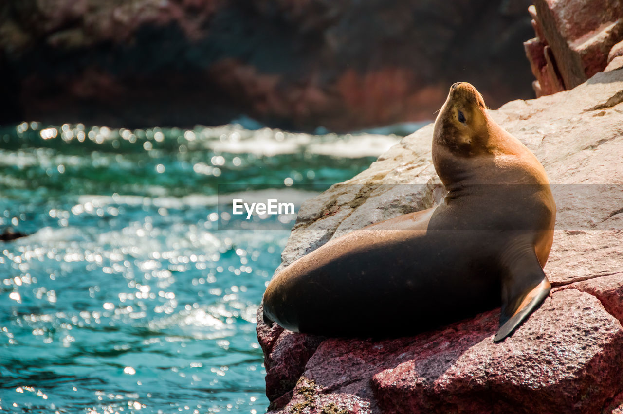 HIGH ANGLE VIEW OF SEA LION ON ROCK AT BEACH