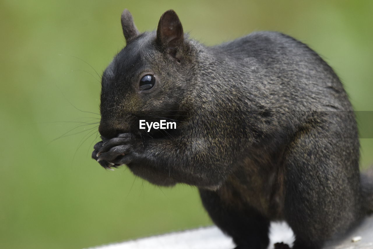 Close-up of squirrel eating