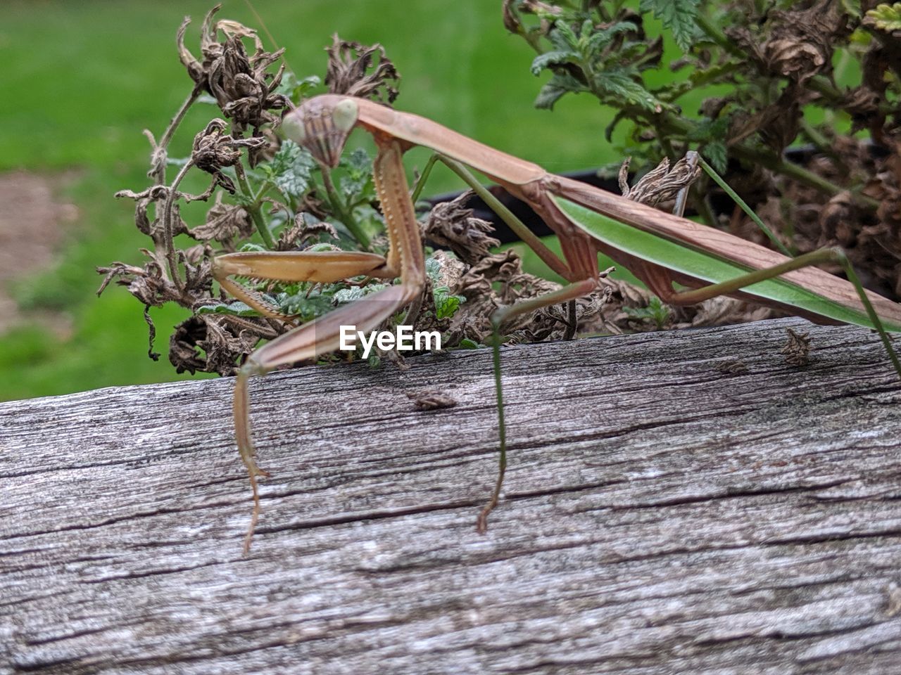 CLOSE-UP OF INSECT ON WOOD AGAINST TREE