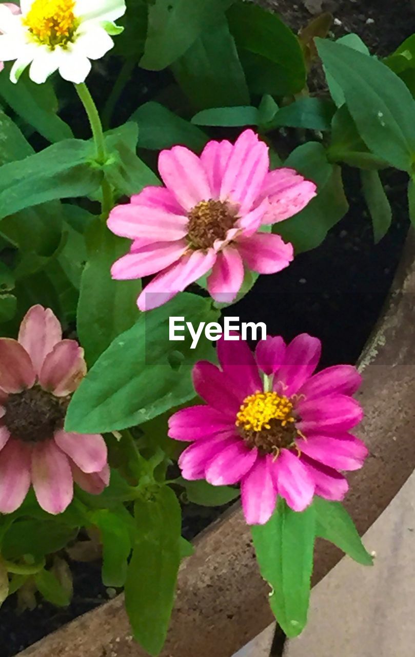 CLOSE-UP OF PINK FLOWERS