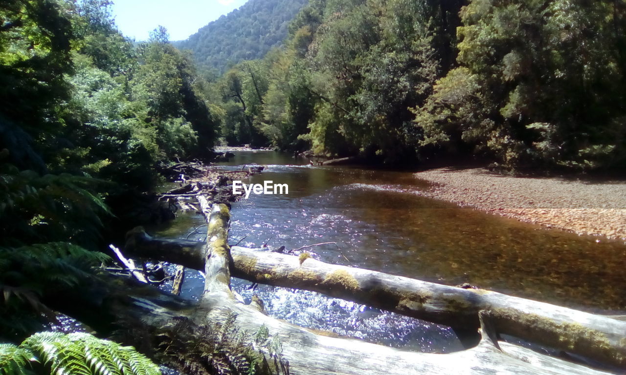 SCENIC VIEW OF TREES BY RIVER