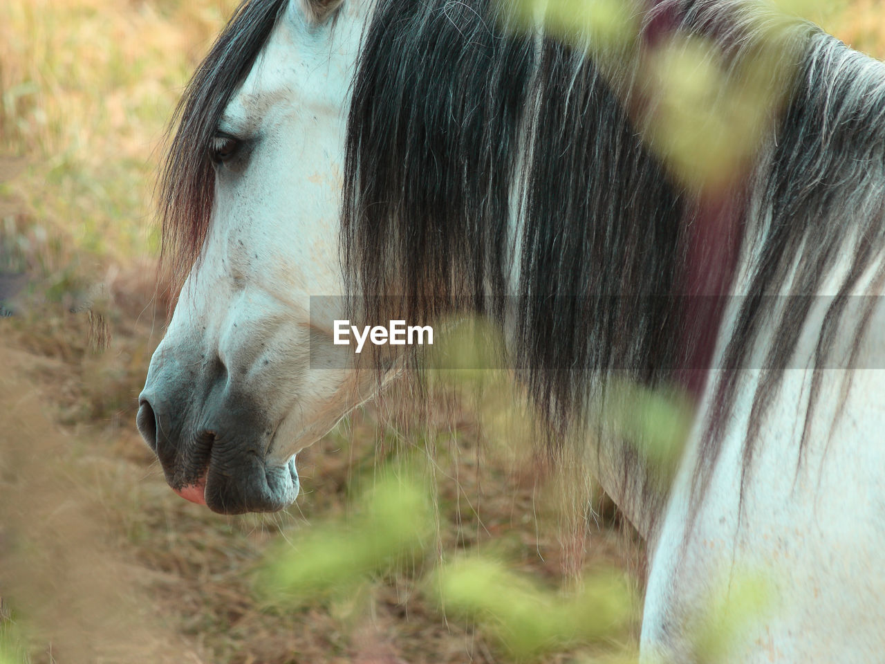 Close-up of horse on field