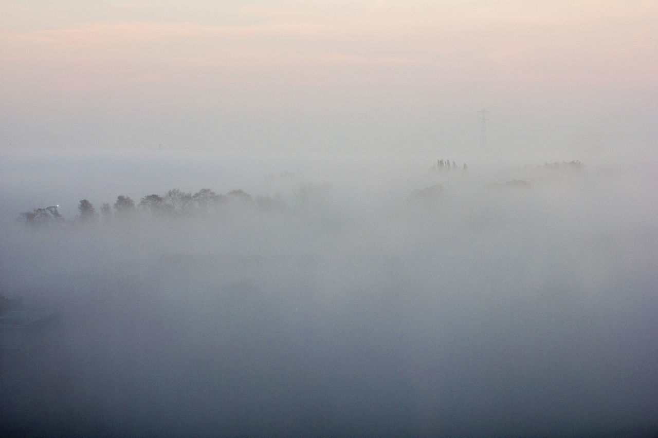 TREES IN FOGGY WEATHER