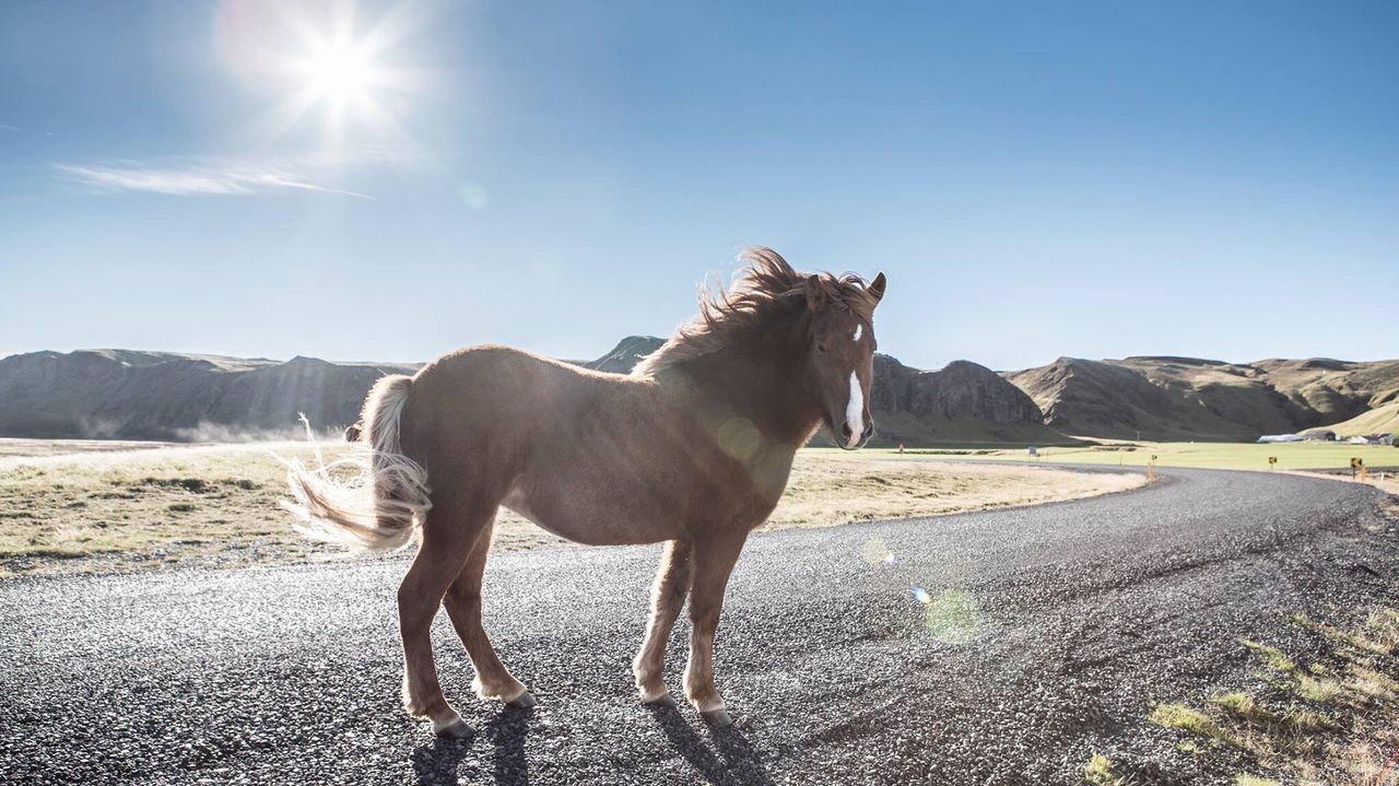 HORSE STANDING ON FIELD AGAINST SKY