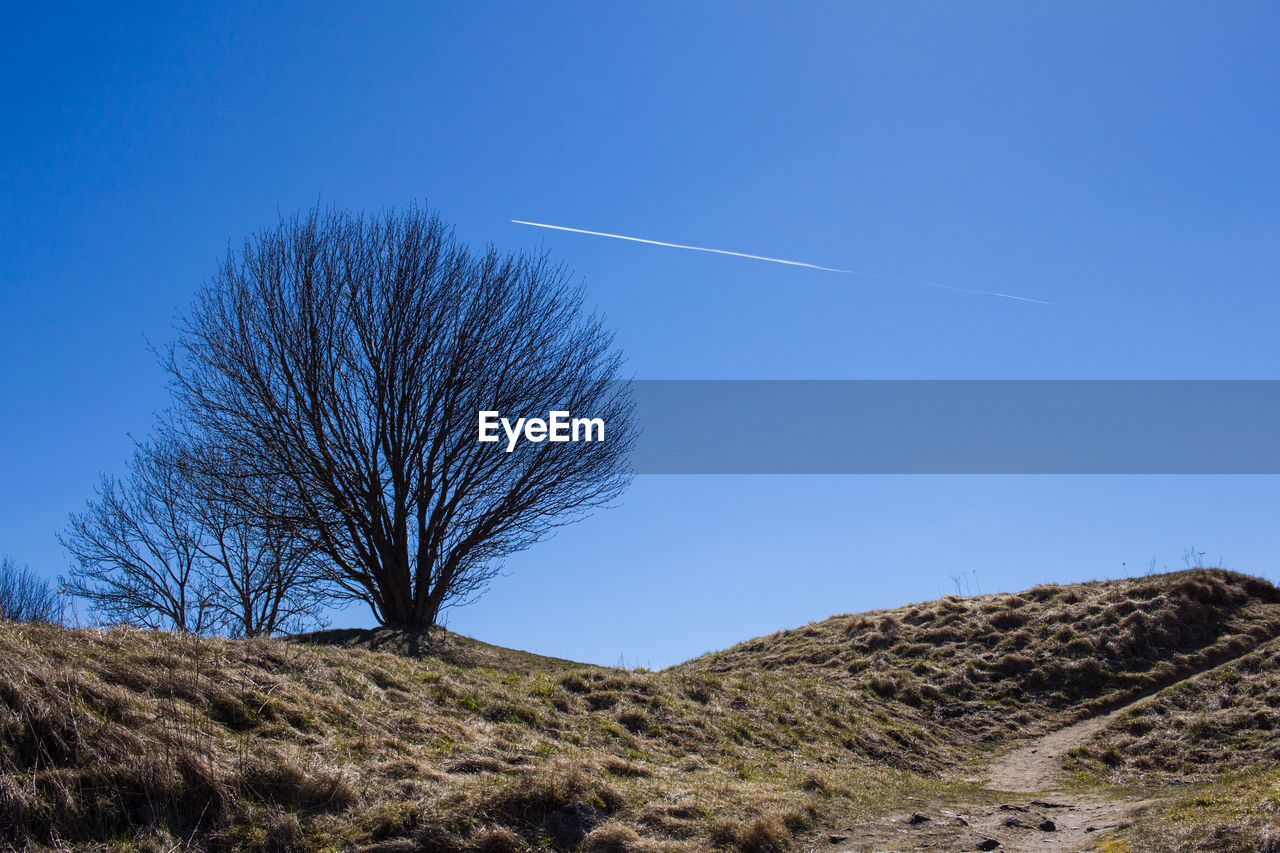 BARE TREE AGAINST CLEAR SKY