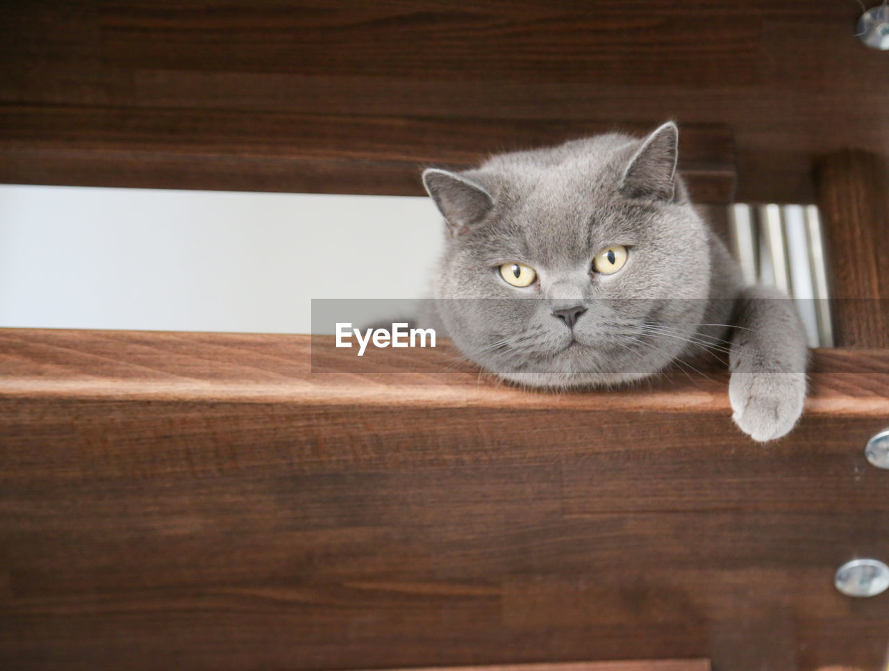 British shorthair cat watching through brown steps of stairs