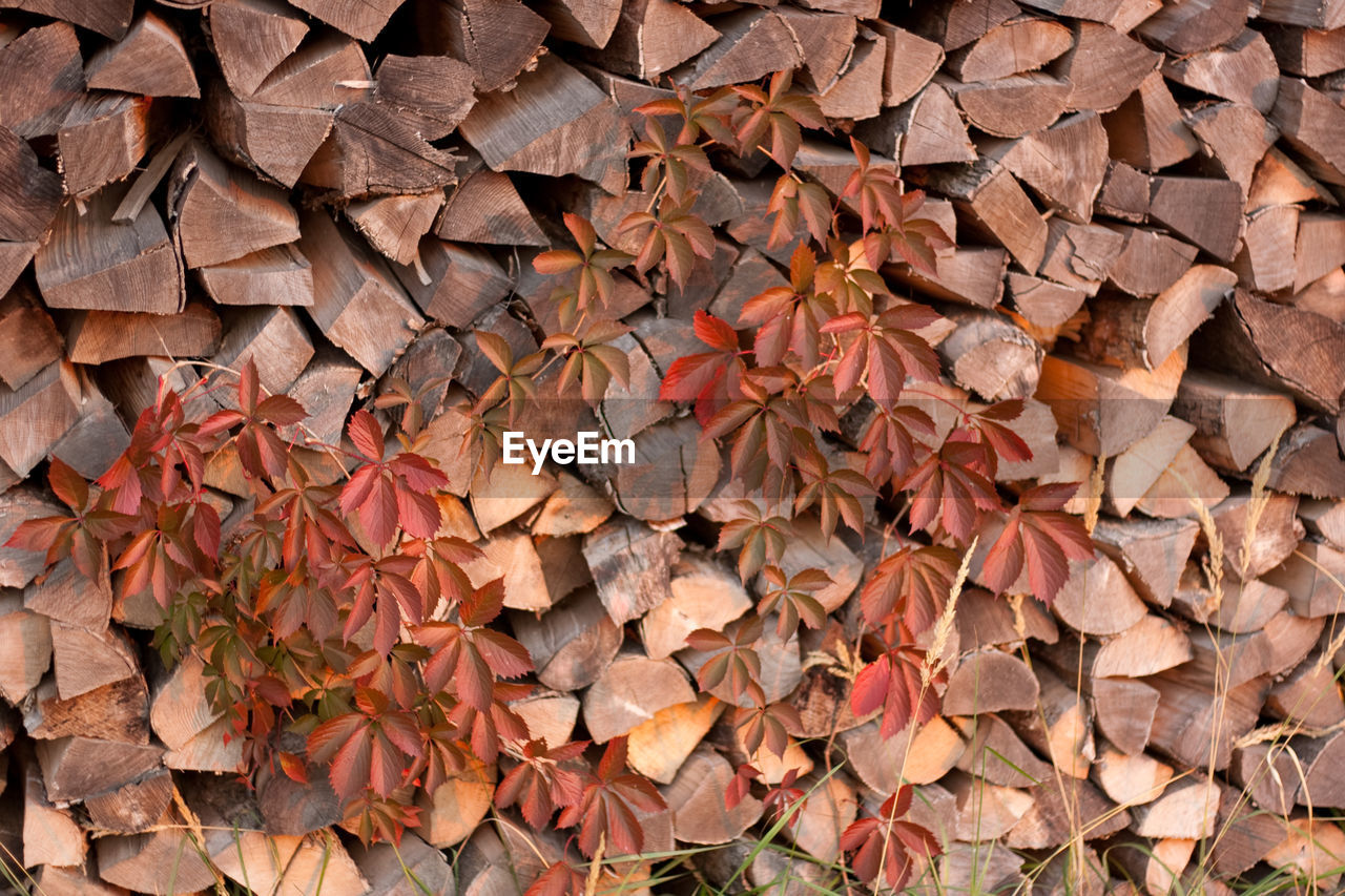 Full frame shot of firewood leaves and red tendril