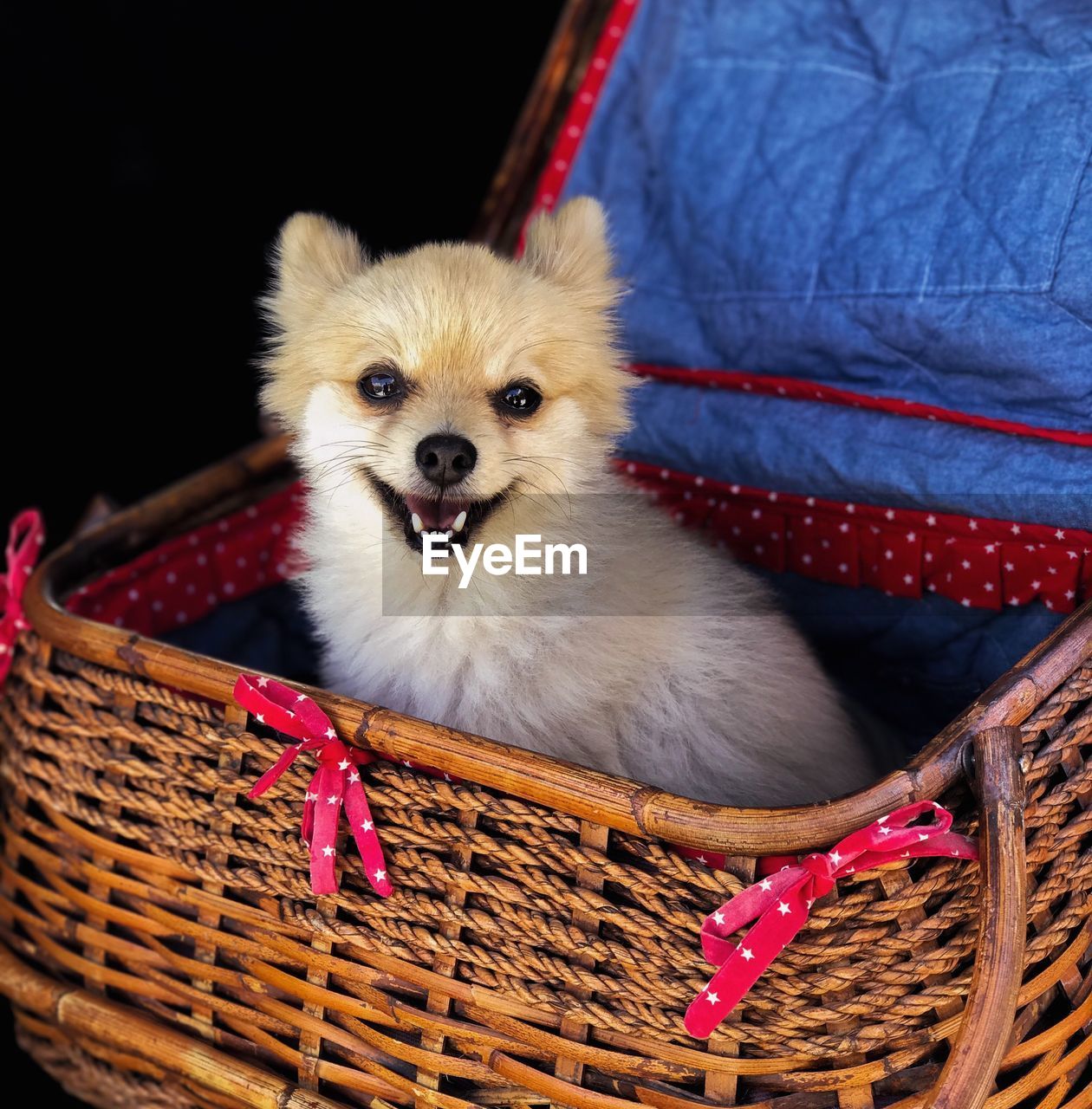 Portrait of dog in basket