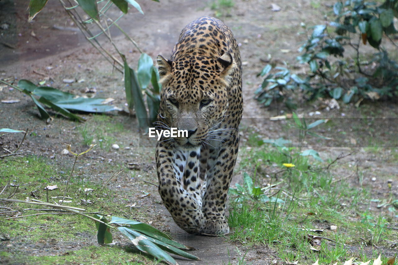 Close-up of a big cat in zoo