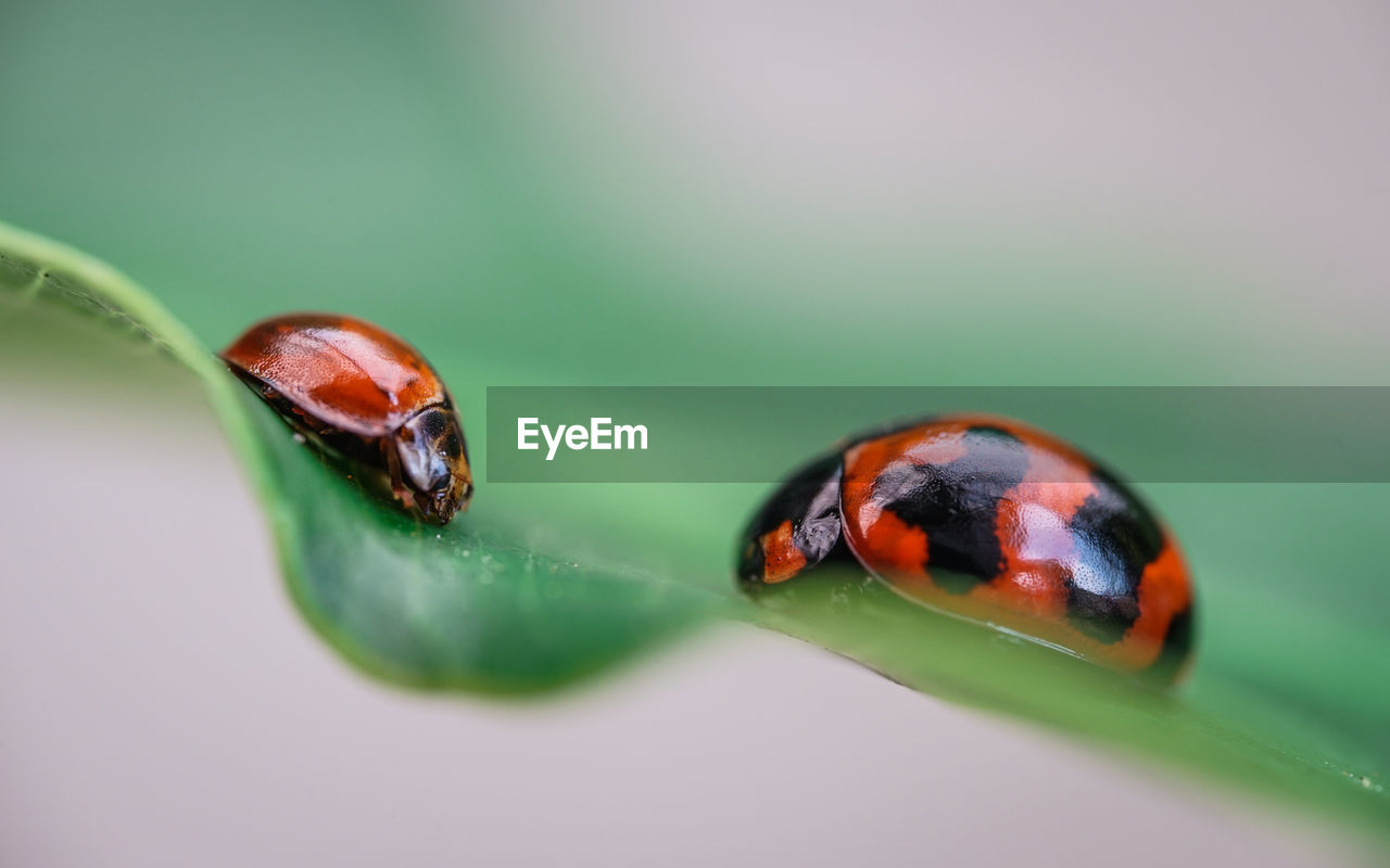 ladybug, animal themes, animal, animal wildlife, insect, close-up, green, macro photography, beetle, wildlife, nature, one animal, no people, macro, plant part, colored background, leaf, drop, plant, water, selective focus, magnification, reflection, outdoors, lap dog, focus on foreground, beauty in nature, wet, environment
