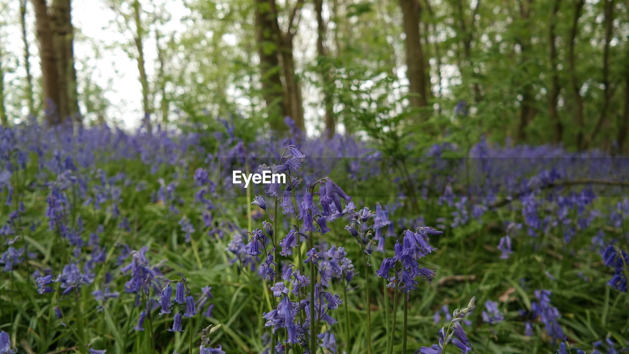 Purple crocus flowers in field