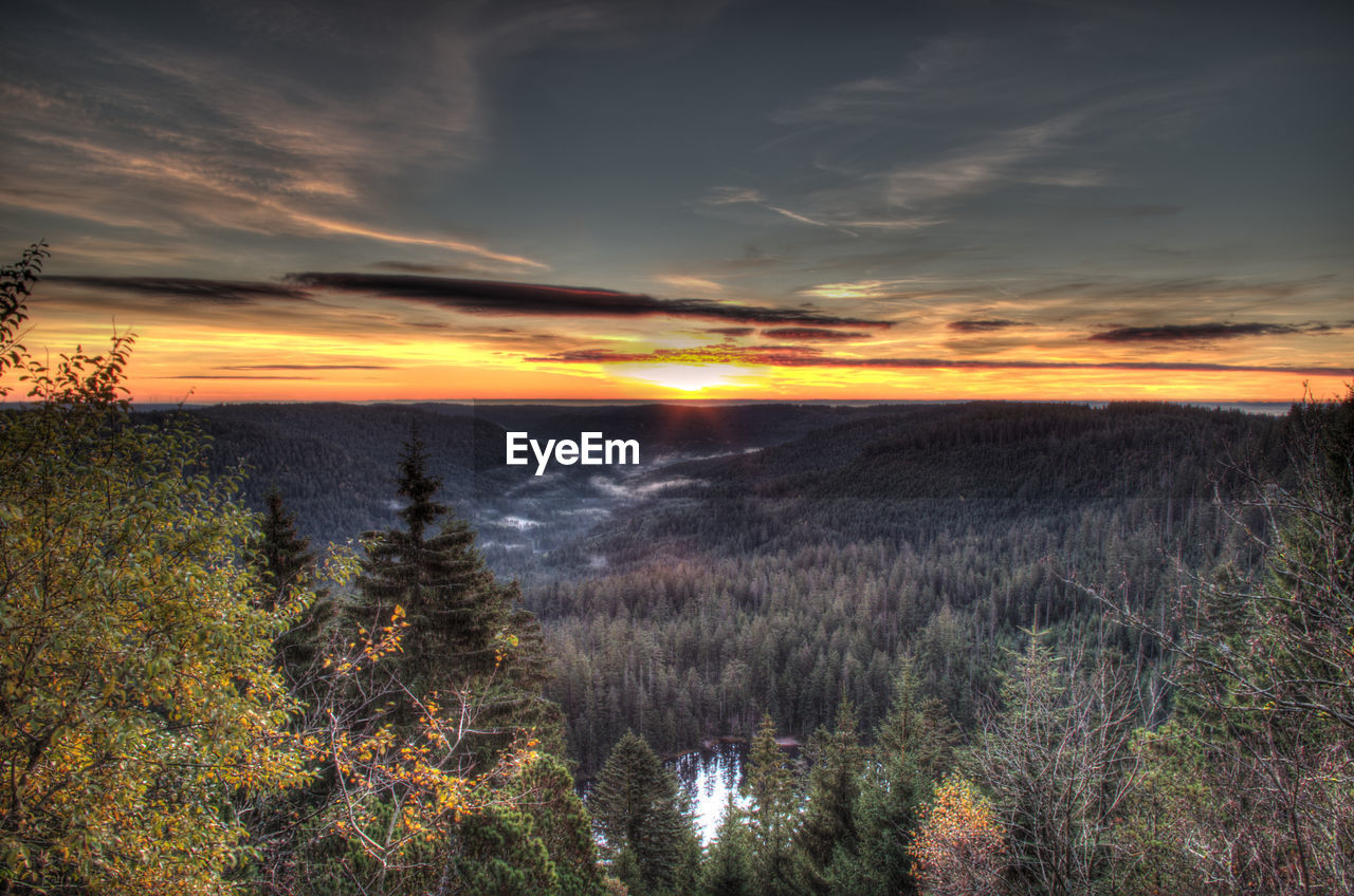 Scenic view of forest during sunset