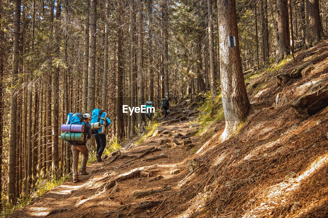 Rear view of backpackers walking in forest