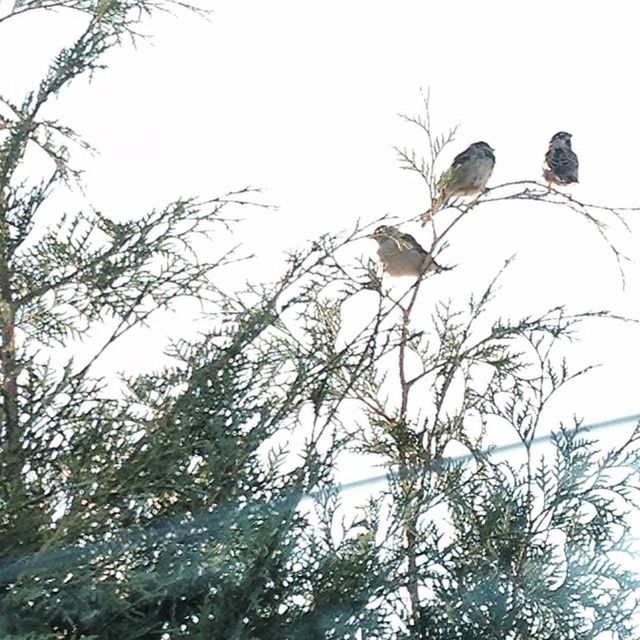 LOW ANGLE VIEW OF BIRDS PERCHING ON TREE BRANCH