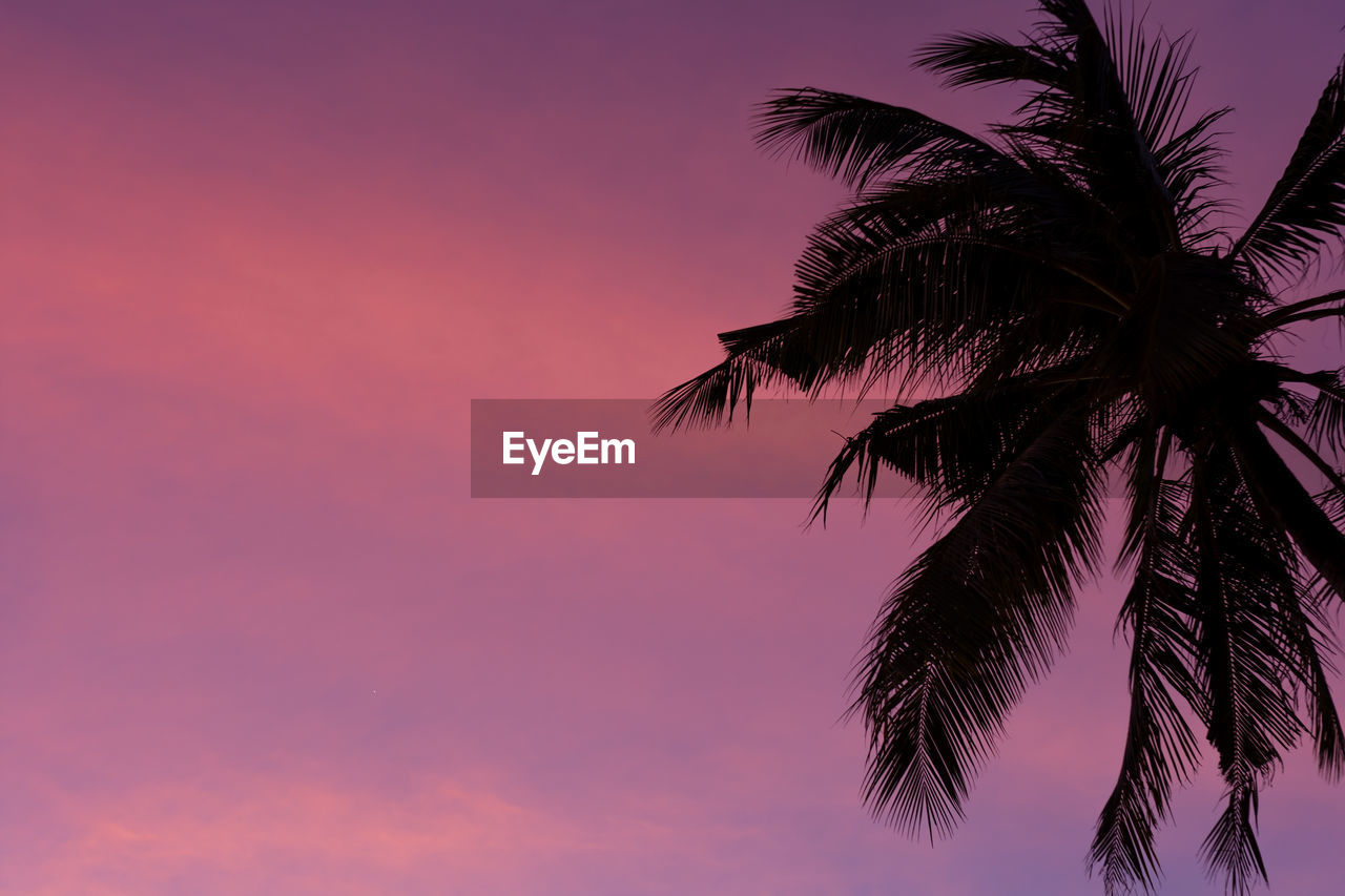 Low angle view of silhouette palm tree against sky at sunset