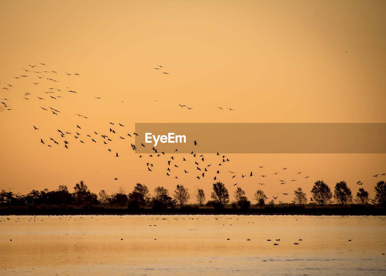 FLOCK OF BIRDS FLYING IN SKY AT SUNSET