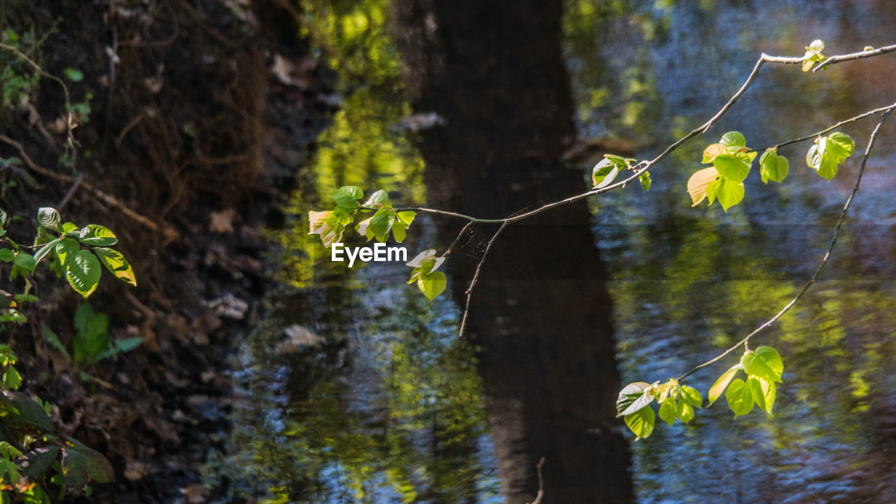 CLOSE-UP OF PLANTS AGAINST TREE TRUNK