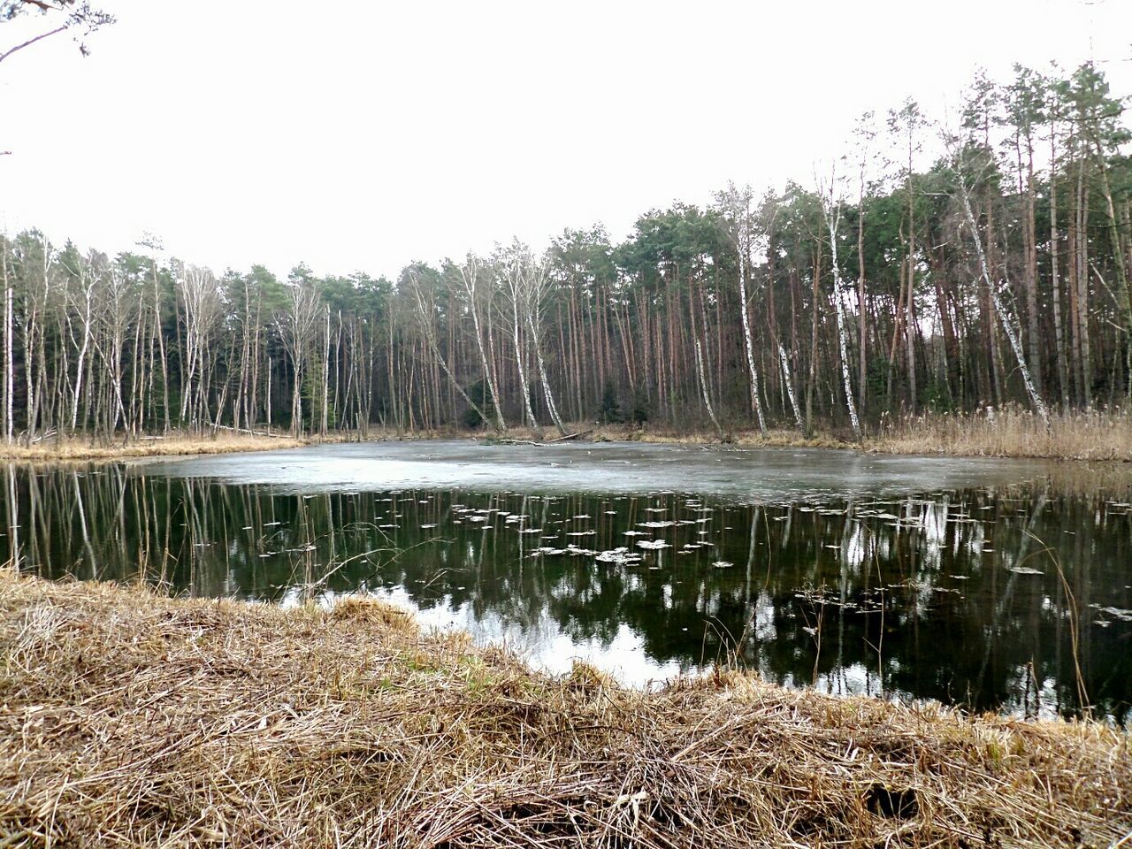 Scenic view of lake and trees against clear sky