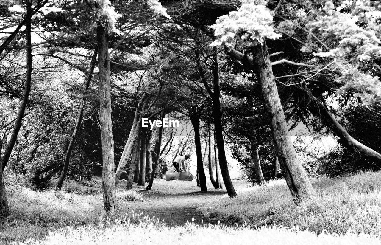 TREES ON FIELD