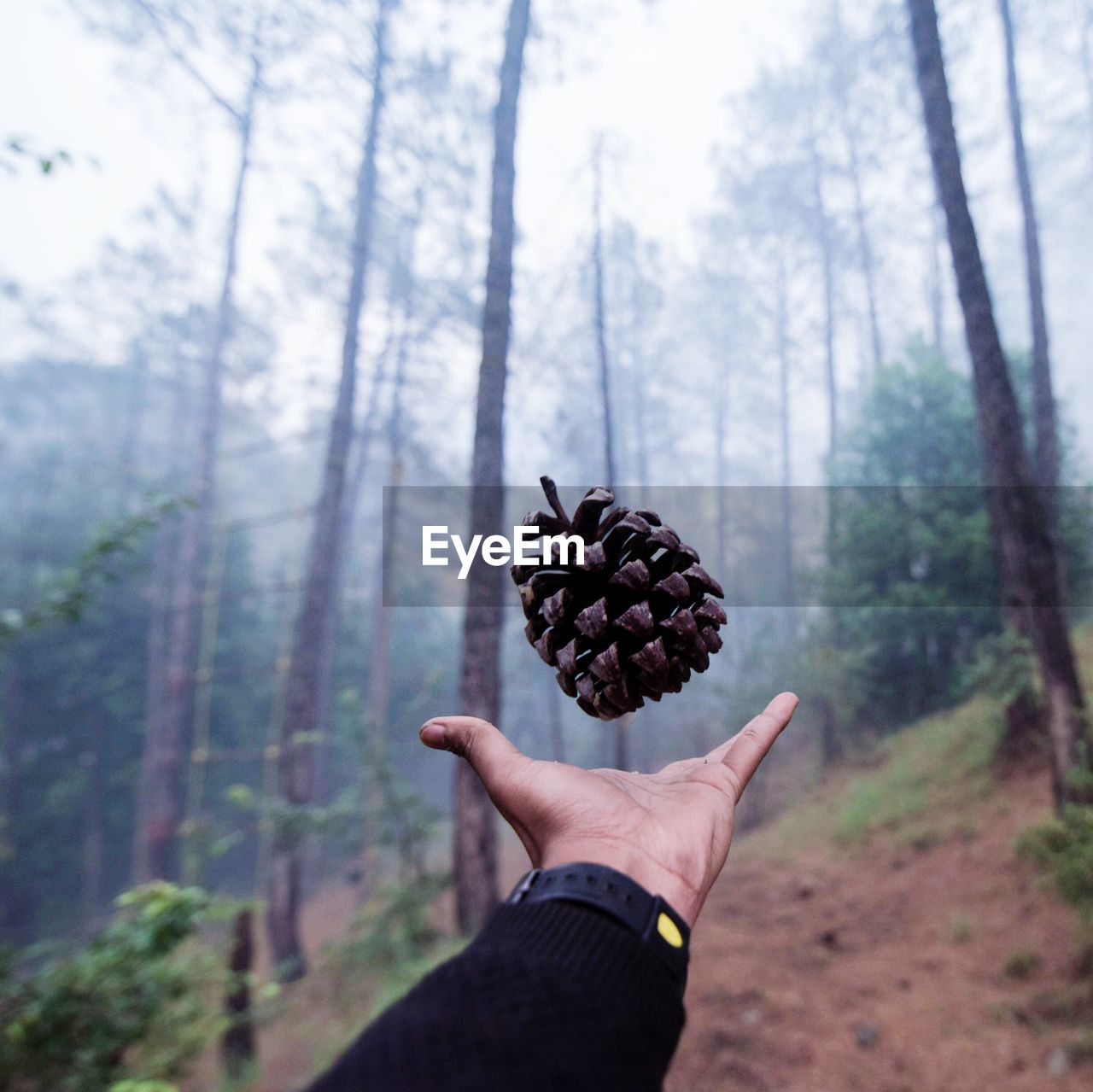 Close-up of hand throwing pine cone in forest