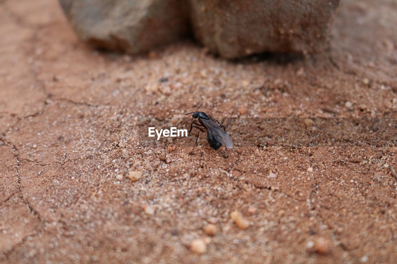 Close-up of ant on ground