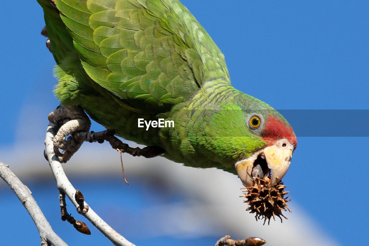 Red crowned parrot eating in a sweetgum tree