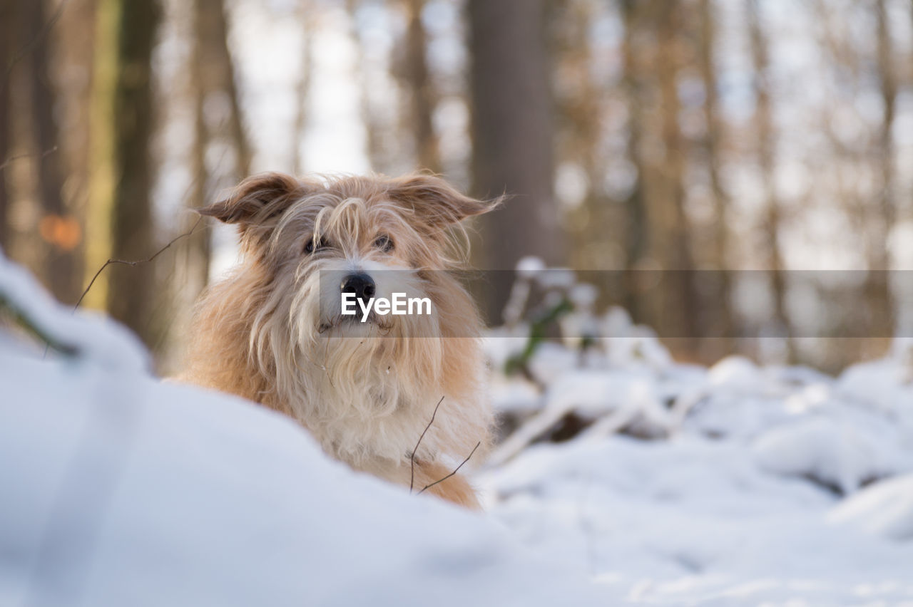 PORTRAIT OF DOG DURING WINTER