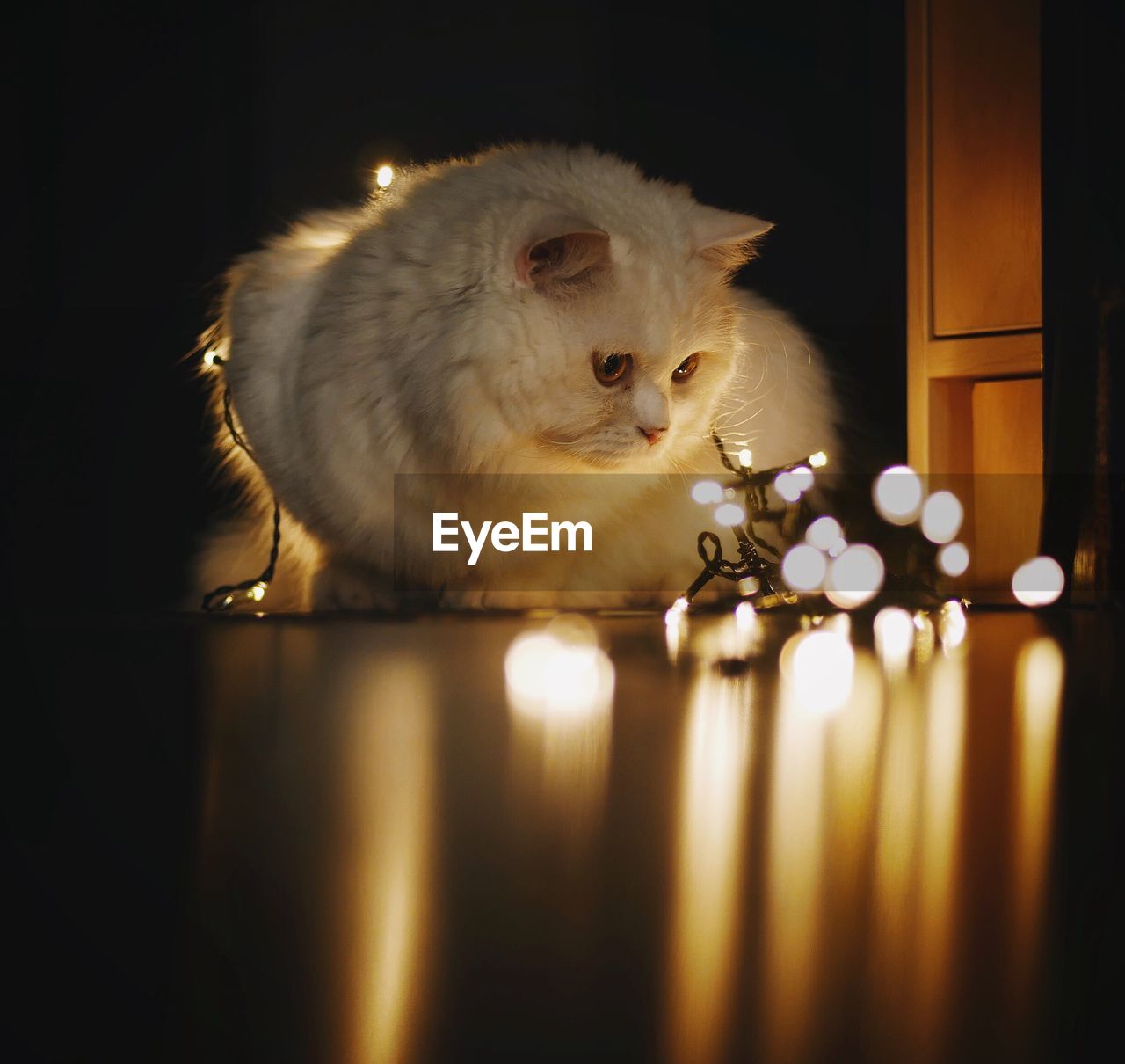 Close-up of illuminated cat