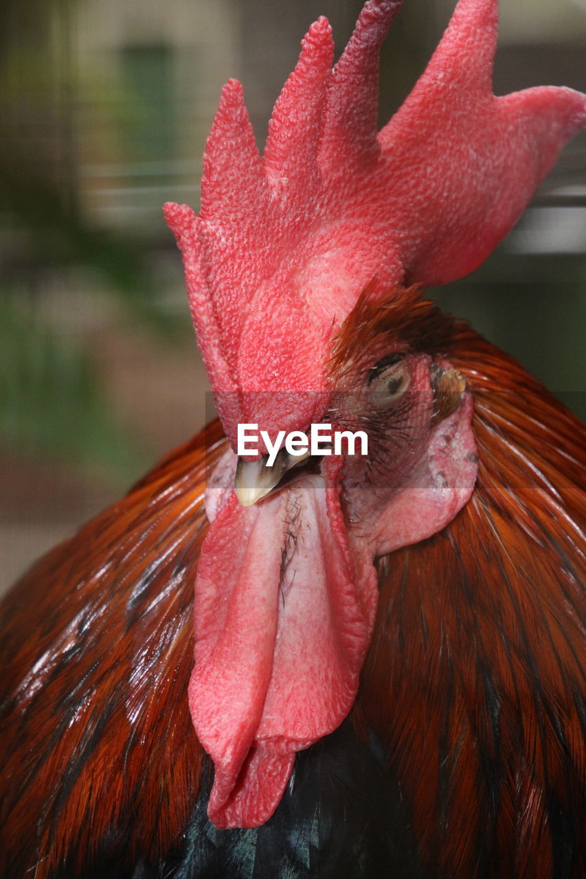 CLOSE-UP OF A RED ROOSTER