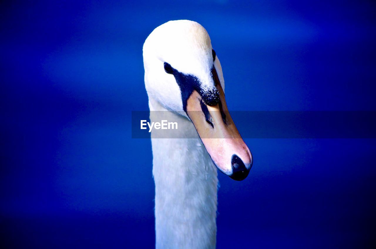 Close-up of swan against blue sea
