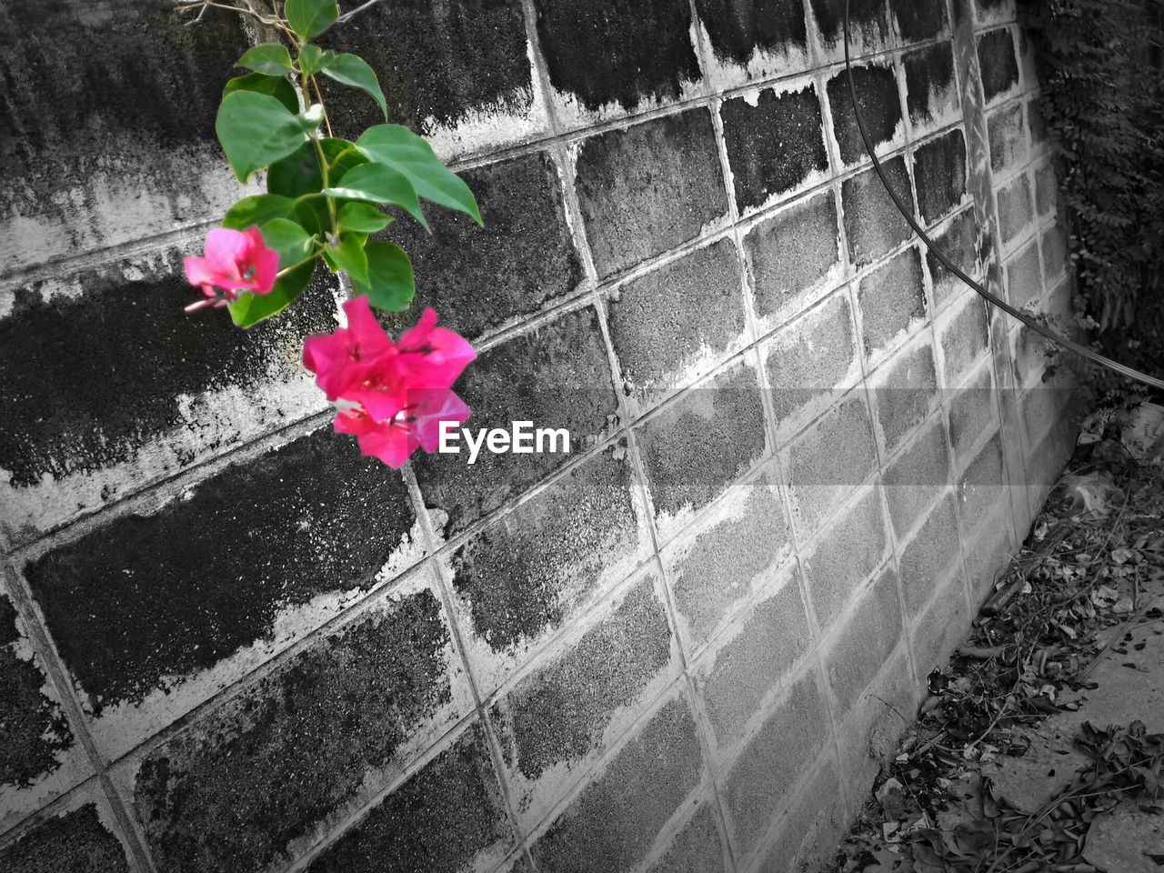 Low angle view of bougainvillea hanging against brick wall