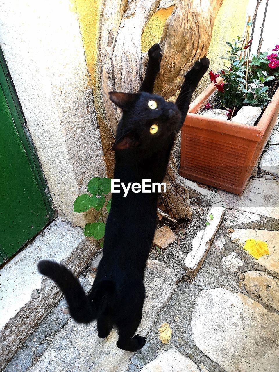 HIGH ANGLE VIEW OF BLACK CAT ON PLANT