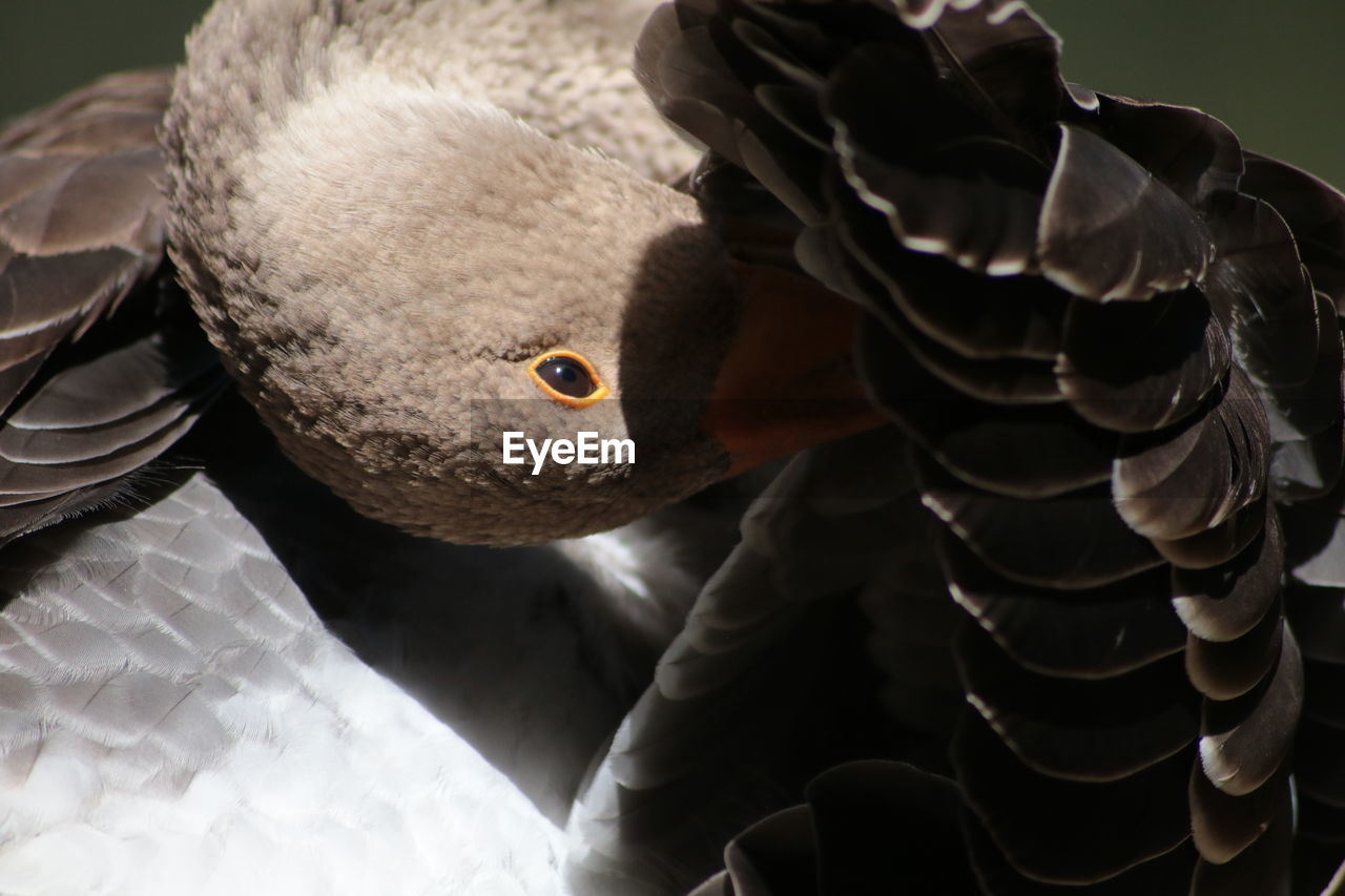 Close up of bird