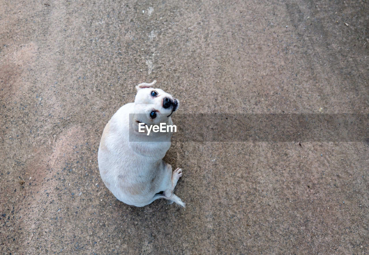 An older dog, a fat dog on the cement floor, a fractious dog.